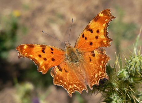 Anche in Emilia volano le farfalle!! (Polygonia c-album)